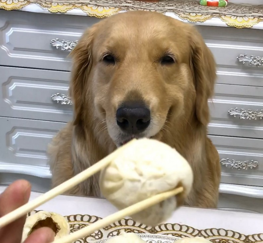 宠主喂狗狗吃包子，馋猫狗狗激动得飞起，“邪魅一笑”亮失明