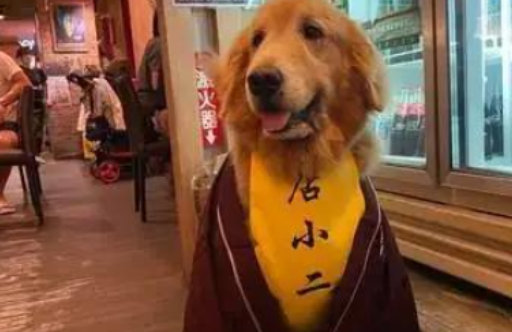 烧烤摊遇小狗服务生,老总:点牛排就会有桌旁服务项目 烧烤摊遇小狗服务生,老总:点牛排就会有桌旁服务项目