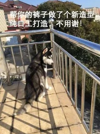 主人把二哈关在阳台上，結果中午收衣服的情况下差点儿气哭！