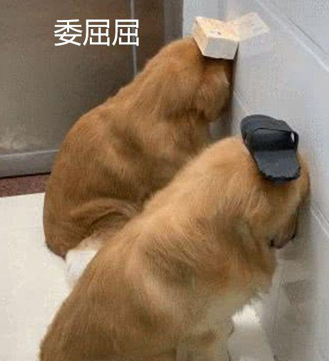 3只狗犯错误被惩罚,当视线扫到小泰迪时,它的目光没谁了 3只狗犯错误被惩罚,当视线扫到小泰迪时,它的目光没谁了