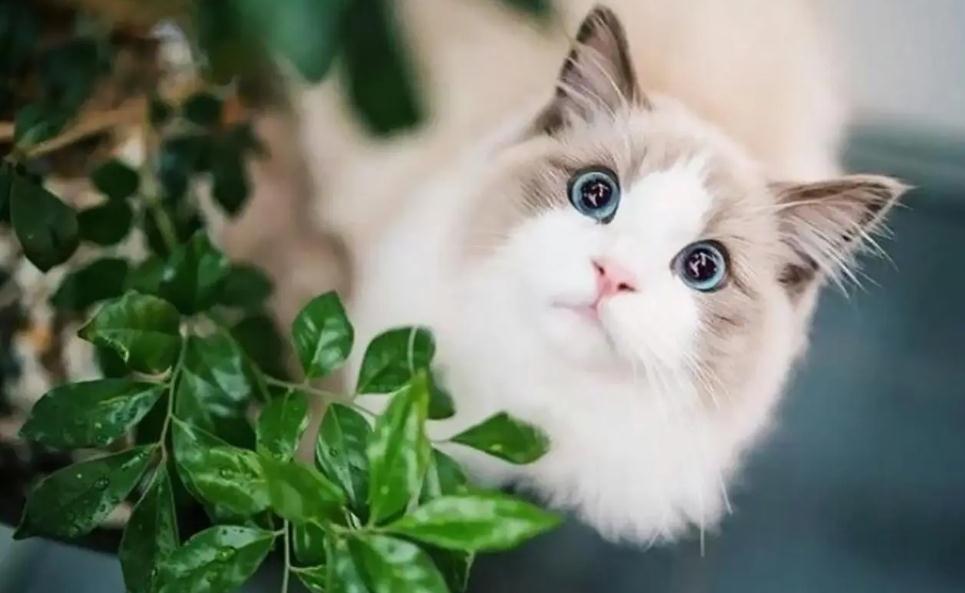 猫咪软骨病是怎么回事 猫咪软骨病是怎么回事
