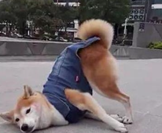 主人带柴犬去公园散步,柴犬半途忽然就没动,主人一看姿态脸发红 主人带柴犬去公园散步,柴犬半途忽然就没动,主人一看姿态脸发红