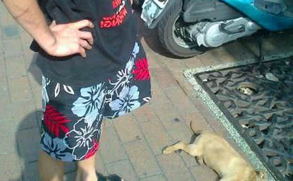 自己的狗就能够随便打？台湾男子徒手虐死幼犬！