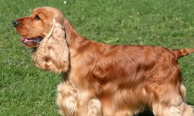 英国可卡犬拉肚子如何治疗?感兴趣的可以了解一下~ 英国可卡犬拉肚子如何治疗?感兴趣的可以了解一下~