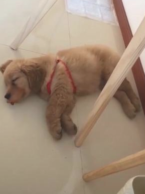 狗狗入睡做梦跳摇滚乐,主人蹲下一瞧,狗嘴出洋相! 狗狗入睡做梦跳摇滚乐,主人蹲下一瞧,狗嘴出洋相!