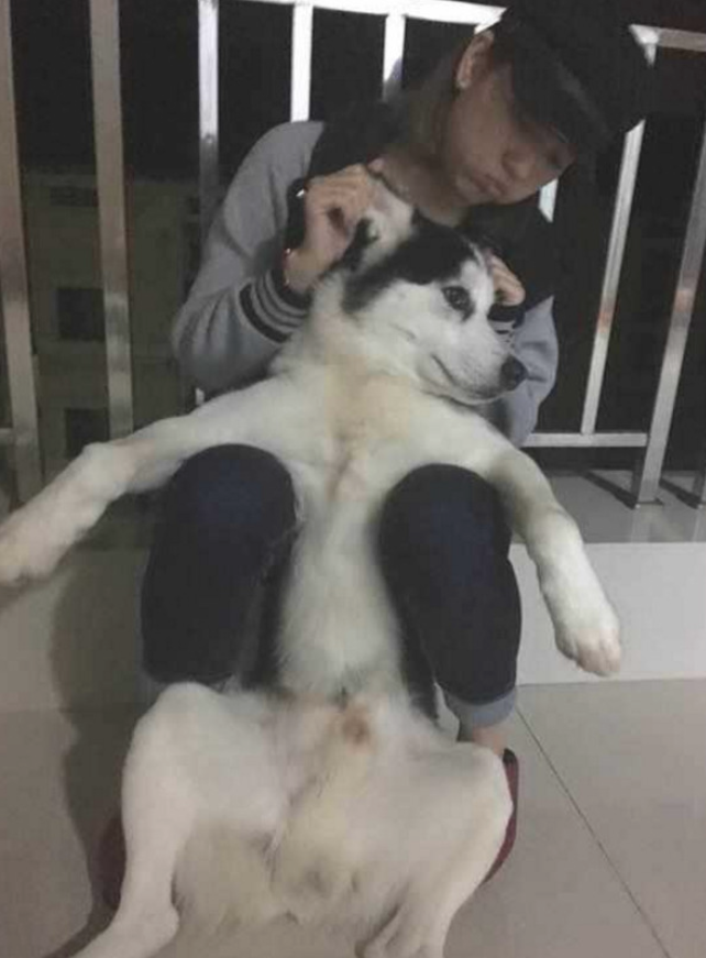 女朋友怀着金毛亲，男主看后，竟吃起了醋！