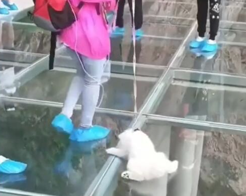 狗狗在玻璃漂流被吓瘫，主人还强拉前行，过路人只照相不阻拦！