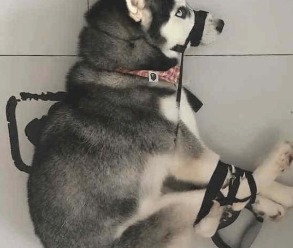 二哈犯错误知错不改,男人将它和藏獒关一起 二哈犯错误知错不改,男人将它和藏獒关一起
