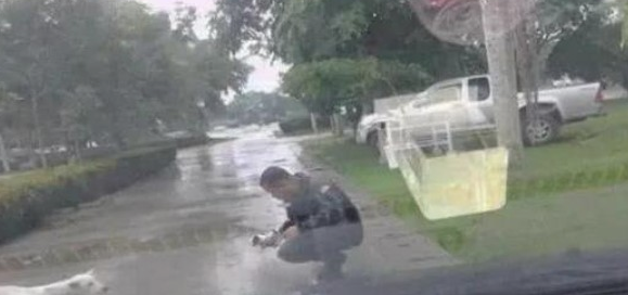 漂泊母犬拦下车辆不许向前，驾驶员大叔下车时一看，一瞬间打动泪崩！
