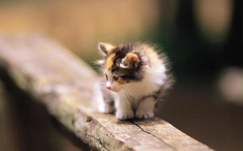 猫咪吐黄色泡沫是怎么回事