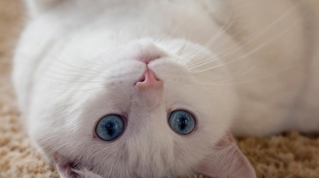 猫换了新环境不吃东西该怎么办