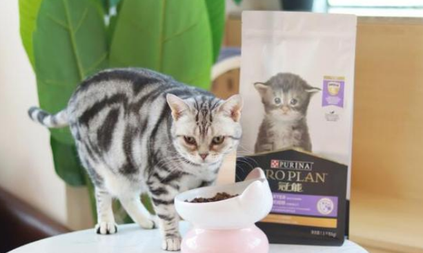 冠能初乳粮给猫咪更细心的呵护 冠能初乳粮给猫咪更细心的呵护