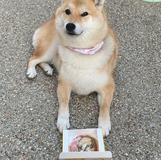 网友给柴犬买来个不大披萨,它一脸忧怨小表情:还不够我塞牙缝的! 网友给柴犬买来个不大披萨,它一脸忧怨小表情:还不够我塞牙缝的!