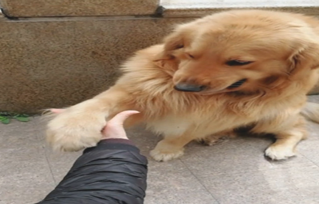 做手势暗示着金毛犬，金毛竟“不断会错意”，宠主大呼累觉不爱
