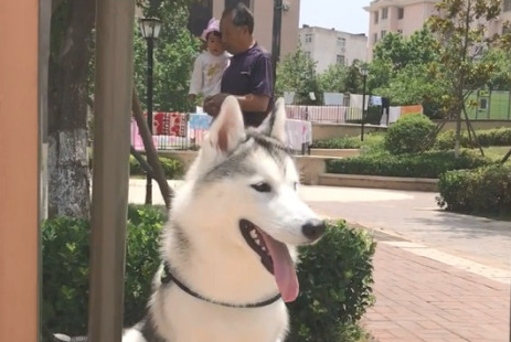 哈士奇在住宅小区玩摆动器，经过的小姑娘都被它吸引住了，这只二哈好乖呀！