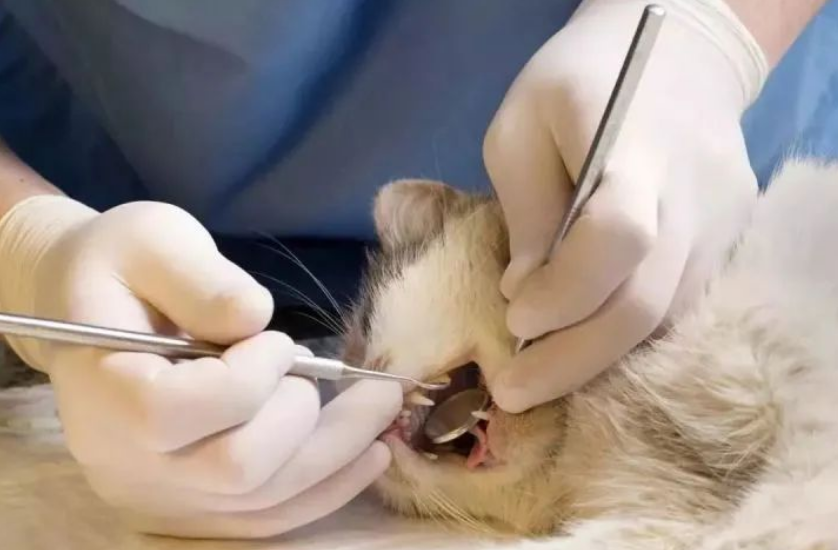 你知道吗？猫咪也有口臭！教你几招，解决猫咪“口吐芬芳”……