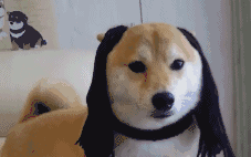 柴犬被主人打扮成如花后，差点就废了... 