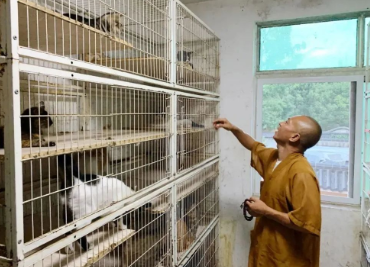 生活在古寺里的猫狗，常年听高僧念经一脸“佛”相，网友：看来熏陶不浅