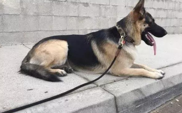狗狗被领养后每天晚上都晚上不睡觉，了解事实真相后令人觉得温暖又心痛