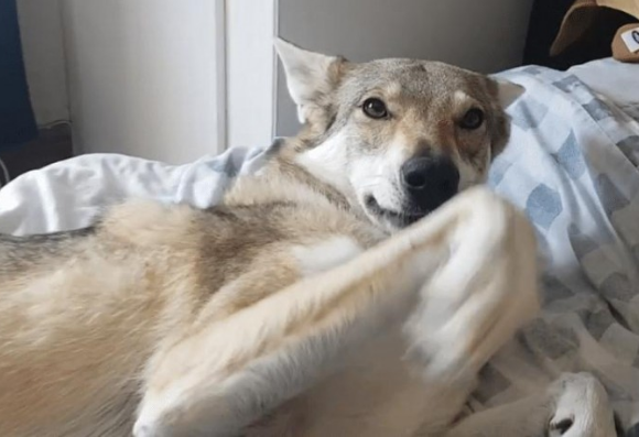 狼犬在公园被德牧击败,叫它去玩就假睡,这严厉打击有点儿大啊 狼犬在公园被德牧击败,叫它去玩就假睡,这严厉打击有点儿大啊