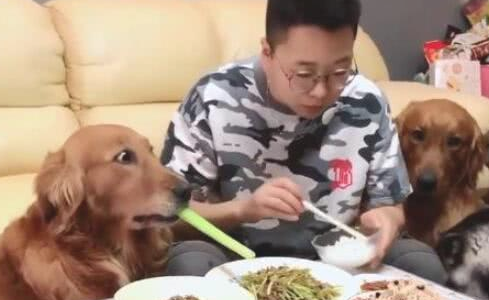 金毛狗狗有个性,一餐桌菜肉,狗狗唯有吃大葱,金毛:再给蘸点酱 金毛狗狗有个性,一餐桌菜肉,狗狗唯有吃大葱,金毛:再给蘸点酱