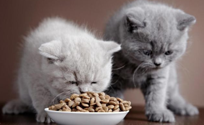 福摩猫粮特别适合肠胃敏感玻璃胃猫咪,养猫必看! 福摩猫粮特别适合肠胃敏感玻璃胃猫咪,养猫必看!