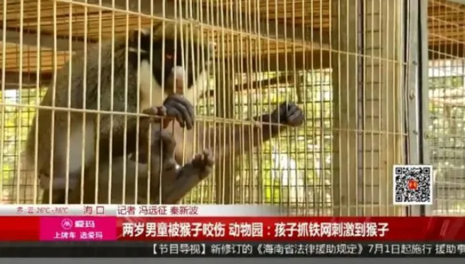 事发海口!两岁男童被猴子咬伤手指、抓伤手臂......动物园回应 事发海口!两岁男童被猴子咬伤手指、抓伤手臂......动物园回应