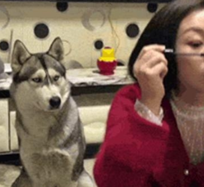 二哈希望主人家带它外出,主人家却化了两小时的妆,一脸的心力憔悴 二哈希望主人家带它外出,主人家却化了两小时的妆,一脸的心力憔悴