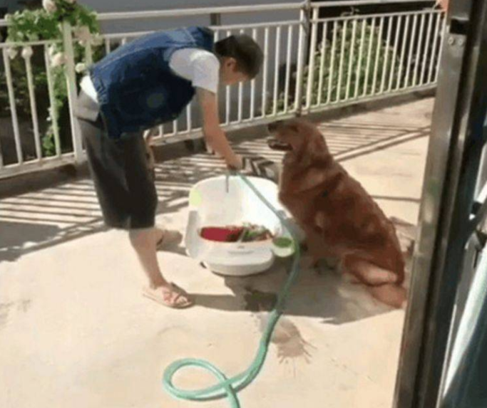 金毛积极给主人家帮助，顺口就递起了管子，这有眼力真的是没有话说!