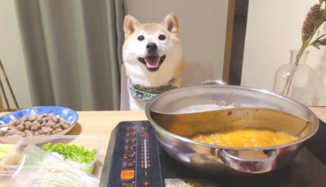 主人吃麻辣烫铭记给柴犬涮肉满足感爆棚的样子逗笑许多人狗:心动的感觉 主人吃麻辣烫铭记给柴犬涮肉满足感爆棚的样子逗笑许多人狗:心动的感觉
