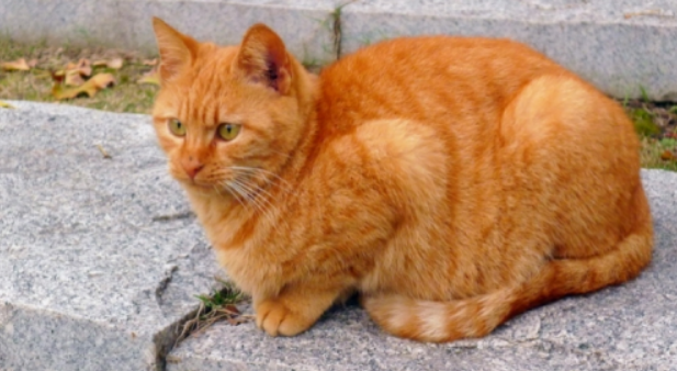十只橘猫九只胖 预防过度肥胖可以入手卡比猫粮 十只橘猫九只胖 预防过度肥胖可以入手卡比猫粮