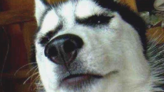 柴犬犯错误被罚站，刚取出苍蝇拍教训，汪：谦谦君子动嘴不动手