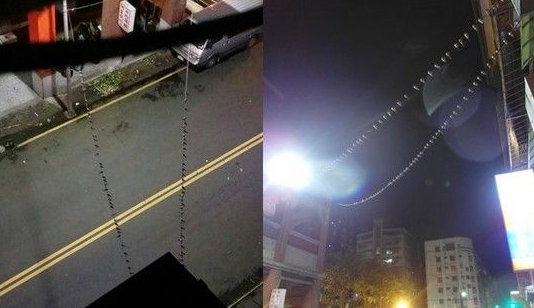 台风带来强风暴雨69只小鸟排满电线杆