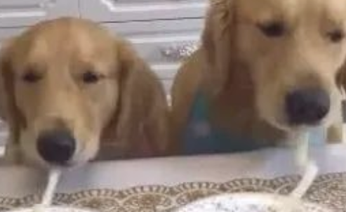 狗狗吸一根鲜面条吸究竟,网民:猜疑鲜面条会假? 狗狗吸一根鲜面条吸究竟,网民:猜疑鲜面条会假?