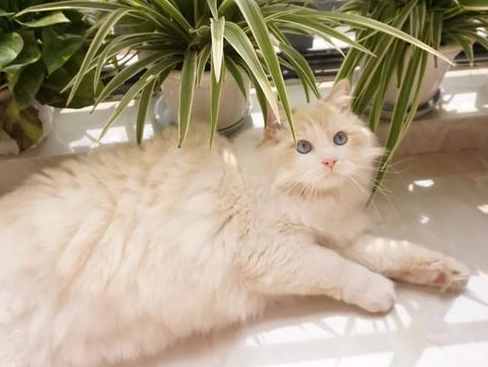 猫藓开始长黑是不是要好了