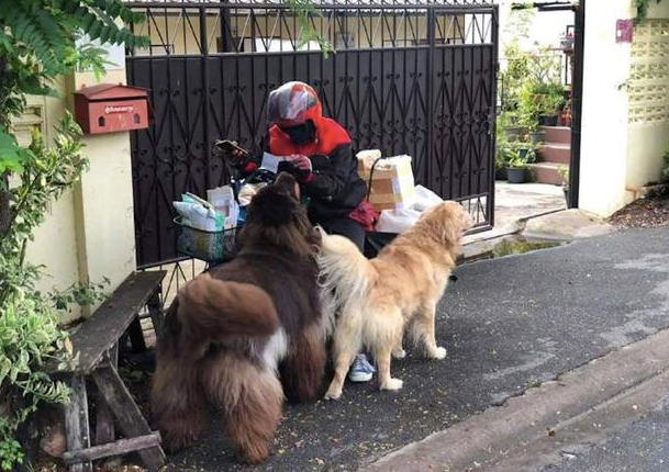狗狗见到伙伴被快递小哥碰到后,发脾气得也跑去求摸下:要雨露均沾啊 狗狗见到伙伴被快递小哥碰到后,发脾气得也跑去求摸下:要雨露均沾啊