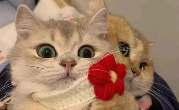 猫传腹白球比多少才属于正常 猫传腹白球比多少才属于正常