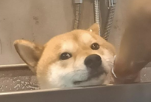 柴犬在宠物店洗澡，它可怜兮兮望着主人，暗示着快点儿救它出去！