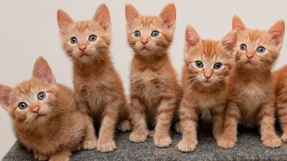 猫咪犯错后，主人这样做才能使猫变听话！