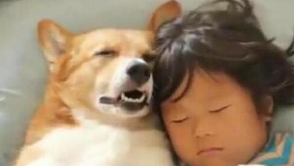 下楼购买了点餐,回家了见到小狗的睡觉姿势,确实令人吃不消! 下楼购买了点餐,回家了见到小狗的睡觉姿势,确实令人吃不消!
