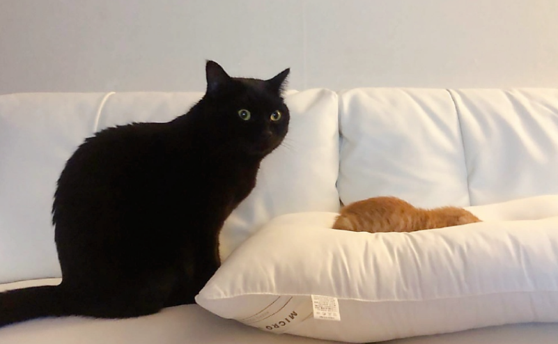 一只小橘猫的成长速度有多快？，到家时巴掌大，而一年后...