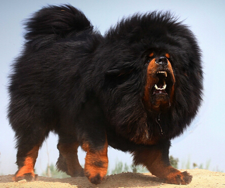居民楼竟然饲养了六只藏獒 吓坏周围住户