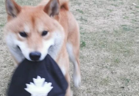 柴犬把主人的帽子叼走了，还立在远方讽刺他：有本事来抓我呀！