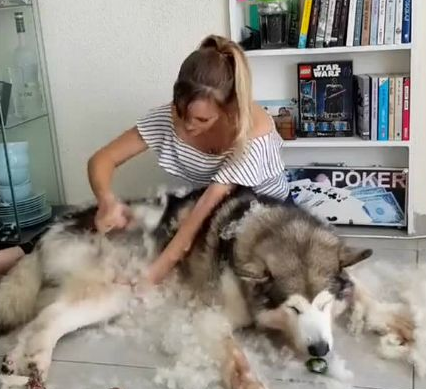 小姐姐给阿拉斯加犬梳毛,毛发满天飞舞,能够堆个雪娃娃了 小姐姐给阿拉斯加犬梳毛,毛发满天飞舞,能够堆个雪娃娃了