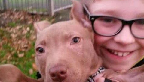十二名壮汉从民宅捕走一只斗牛犬,只因有投诉听说这类狗很凶? 十二名壮汉从民宅捕走一只斗牛犬,只因有投诉听说这类狗很凶?