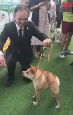 狗狗得侏儒症造成没颈部,发生在宠物展,点爆全部当场! 狗狗得侏儒症造成没颈部,发生在宠物展,点爆全部当场!