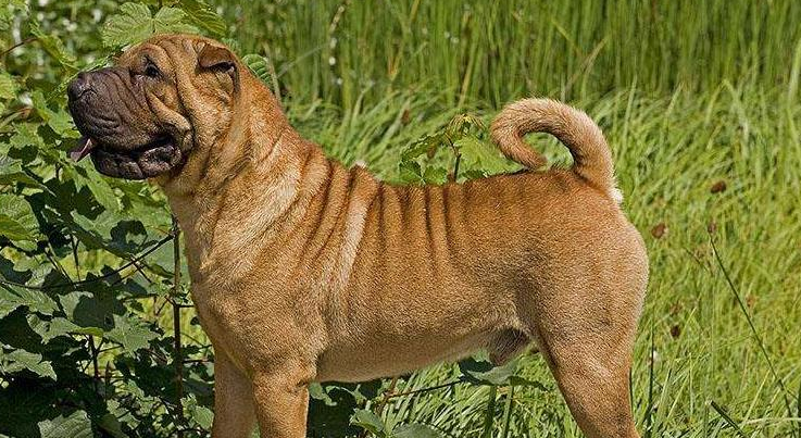 养狗需知：中国沙皮犬这些东西不能吃！