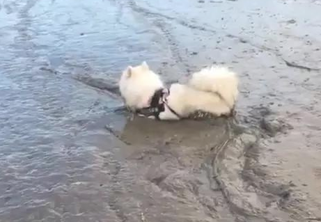 萨摩耶第一次海边游玩,三十分钟后恶梦逐渐,主人家懊恼不已 萨摩耶第一次海边游玩,三十分钟后恶梦逐渐,主人家懊恼不已
