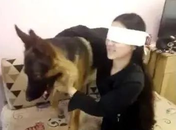 女主角蒙上眼睛装作看不见,狗狗立即咬起她袖子指引方向