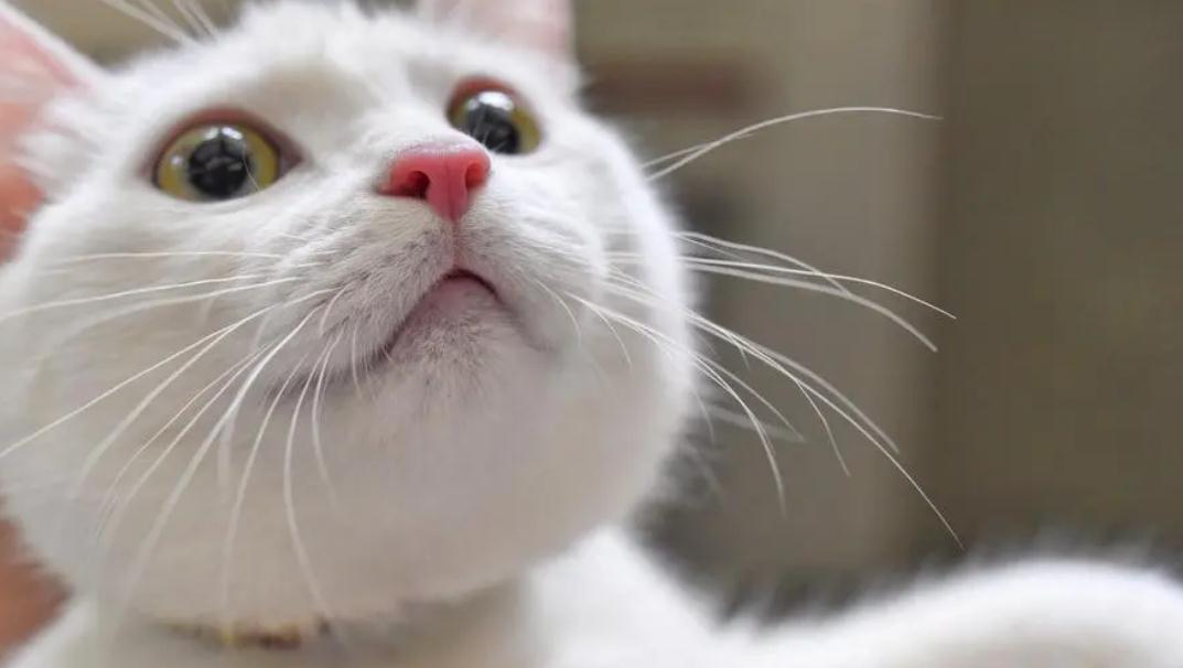 公猫最小几个月可以让母猫怀孕 公猫最小几个月可以让母猫怀孕